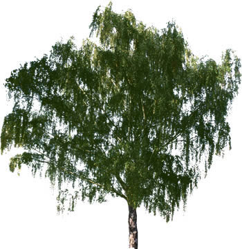 Baum - rendert das Bild