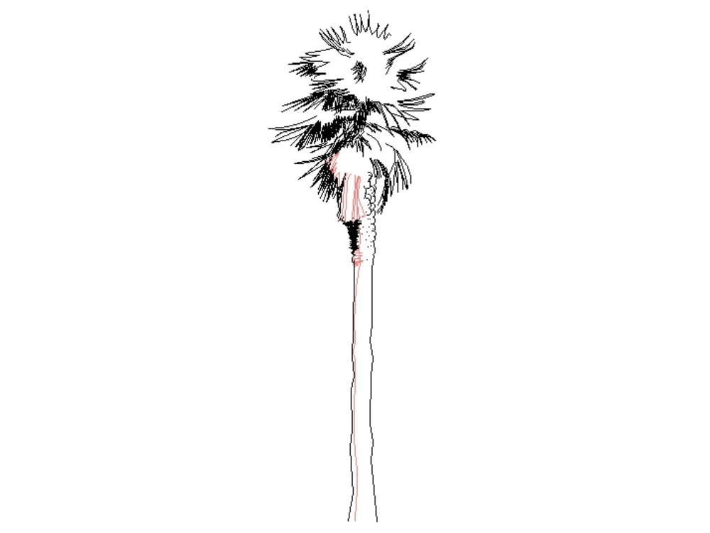 Palm - View