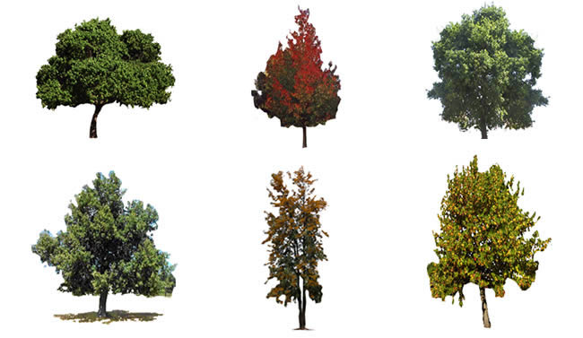 Bäume rendern Bilder