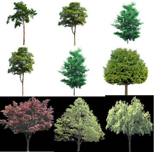 Bäume rendern Bild