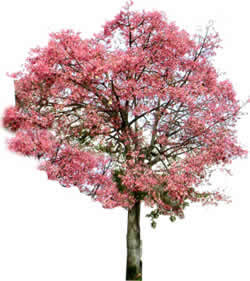 Árvore Paineira Rosa
