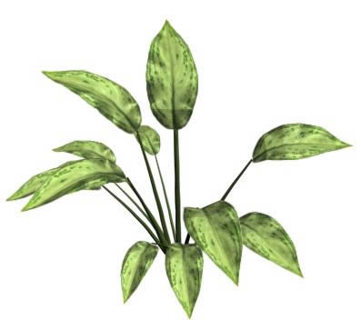 Aglaonema 3d - petite plante de jardin