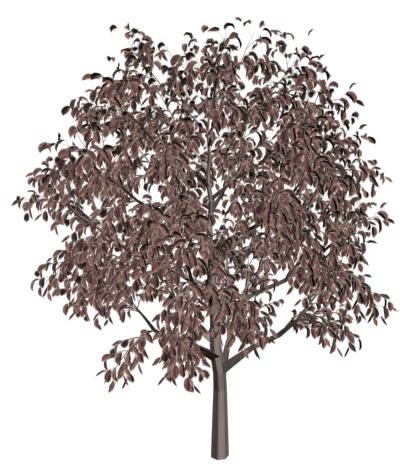 Árvore de purpleleave 3d texturizada