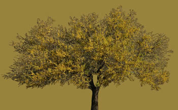 Tree espinillo