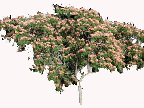 Acacia de constantinopla