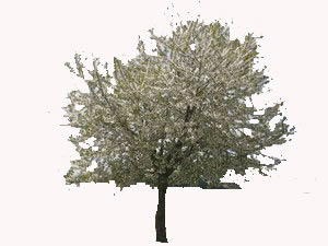 Malus tree
