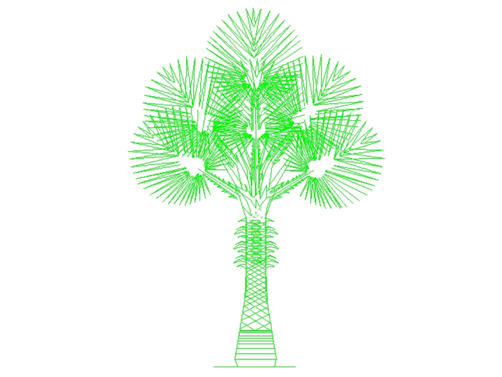 Palm Washingtonia Filifera