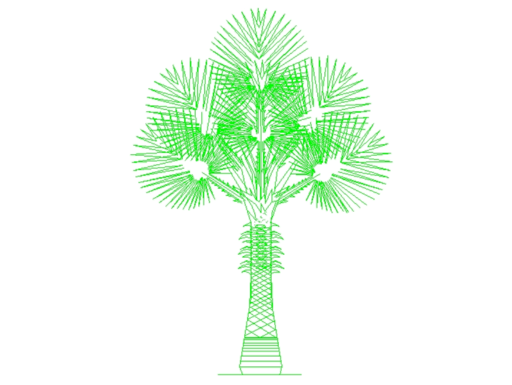 Washingtonian palm