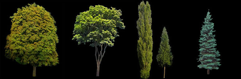Bäume - Bilder