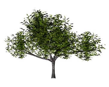 3d Baum