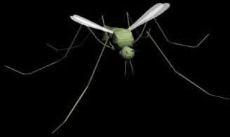 Mosquito in 3d