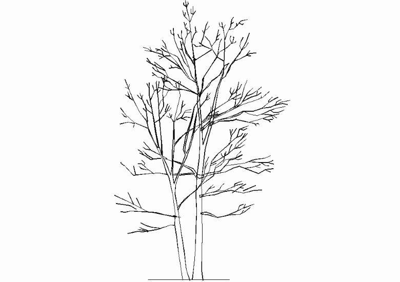 Trees in 2D
