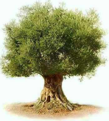 arbol- olivo
