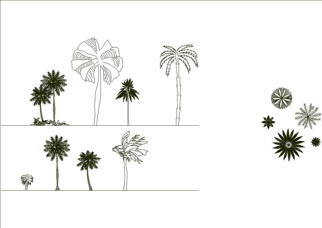Palm trees and coconut trees