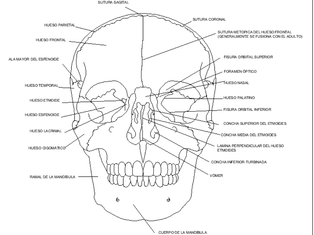 crânio humano