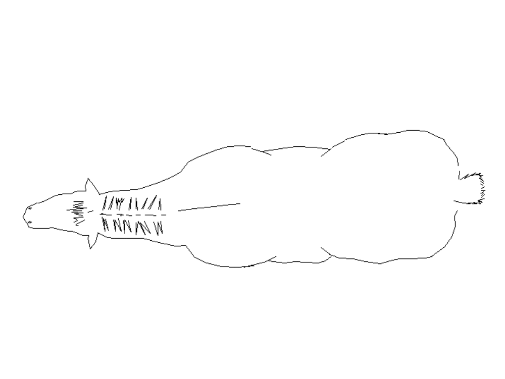 Horse in 2D