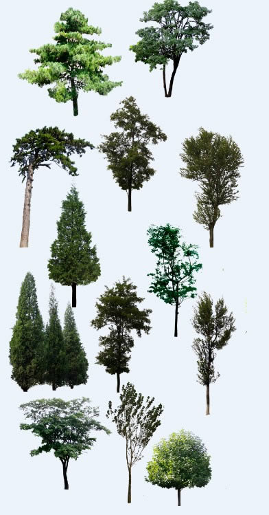 Bäume Silhouette psd