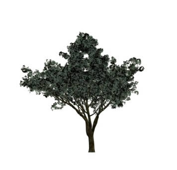 TREE 3D