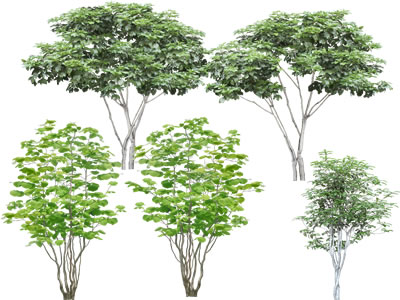 Pine Tree Elevation - Free Transparent PNG Download - PNGkey