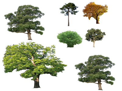 Photoshop de árvores