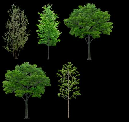 Trees png