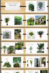Catalogo de Plantas ornamentales