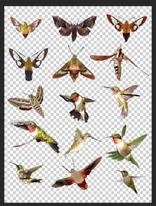 Collection d'oiseaux 1 psd