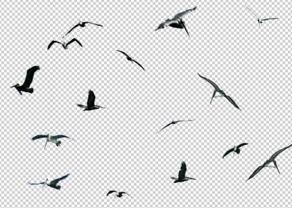 Download Birds collection 4 psd in PSD | CAD download (9.27 MB ...