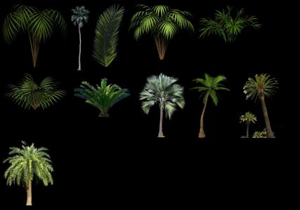 Palm collection 2 PNG