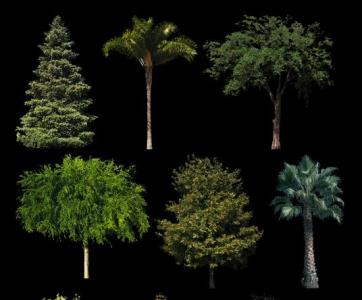 Bäume und Vegetation