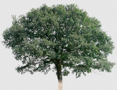 Tree png images