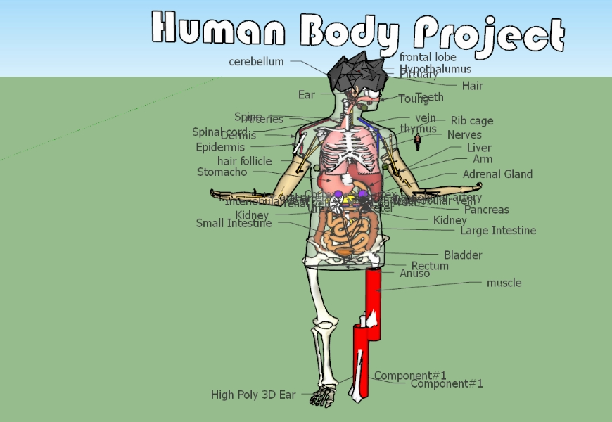 Menschlicher Körper 3d