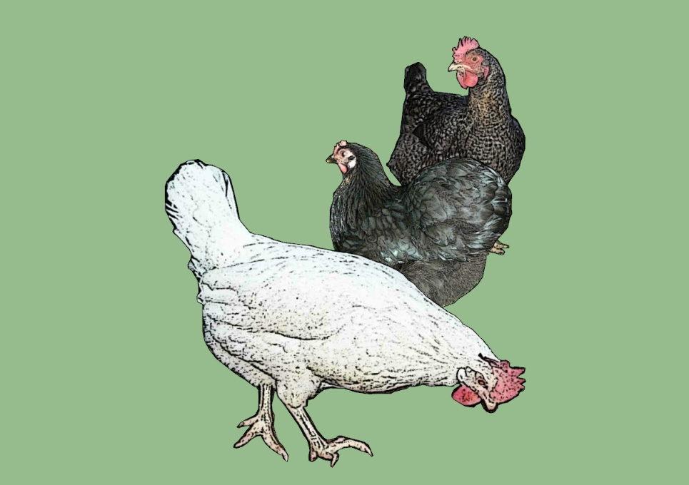 Chickens and roosters 3D