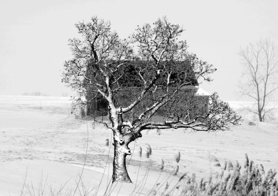 Baum im Winter - 7