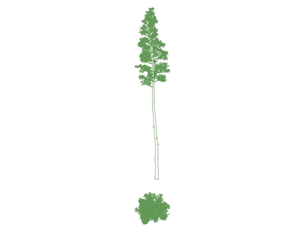 Pine