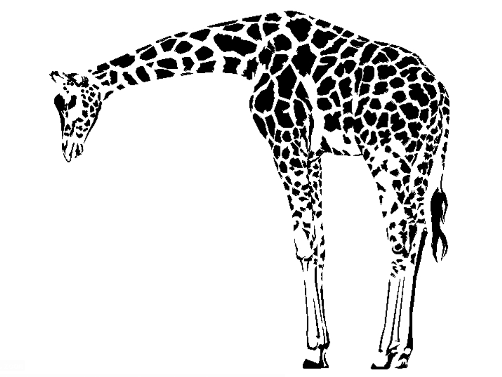 jovem girafa.