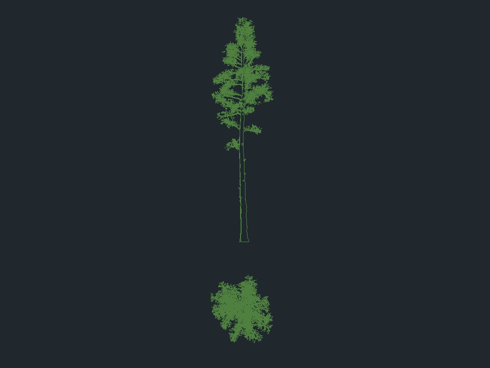 Pine tree