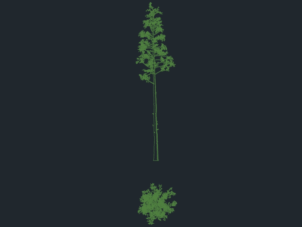 Pine tree