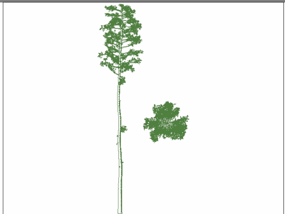Pine tree
