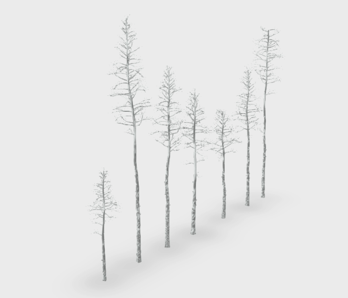 Pine trees