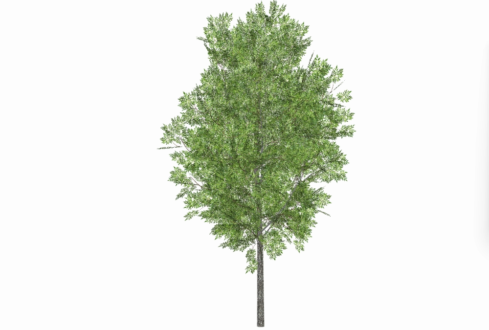 Árvore 3D