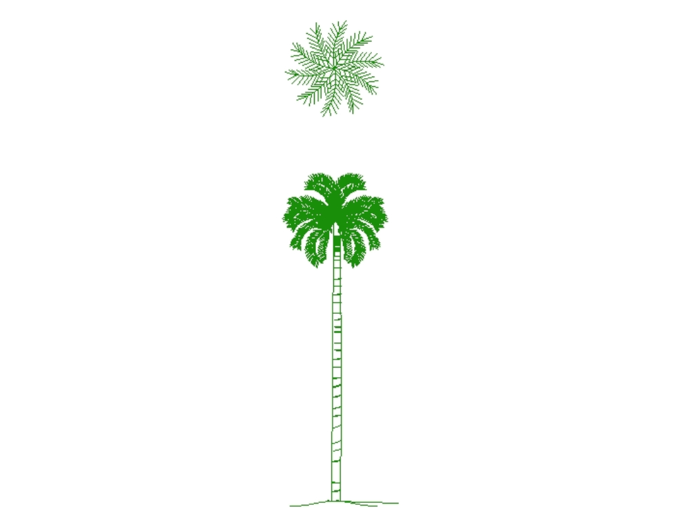 Palm.