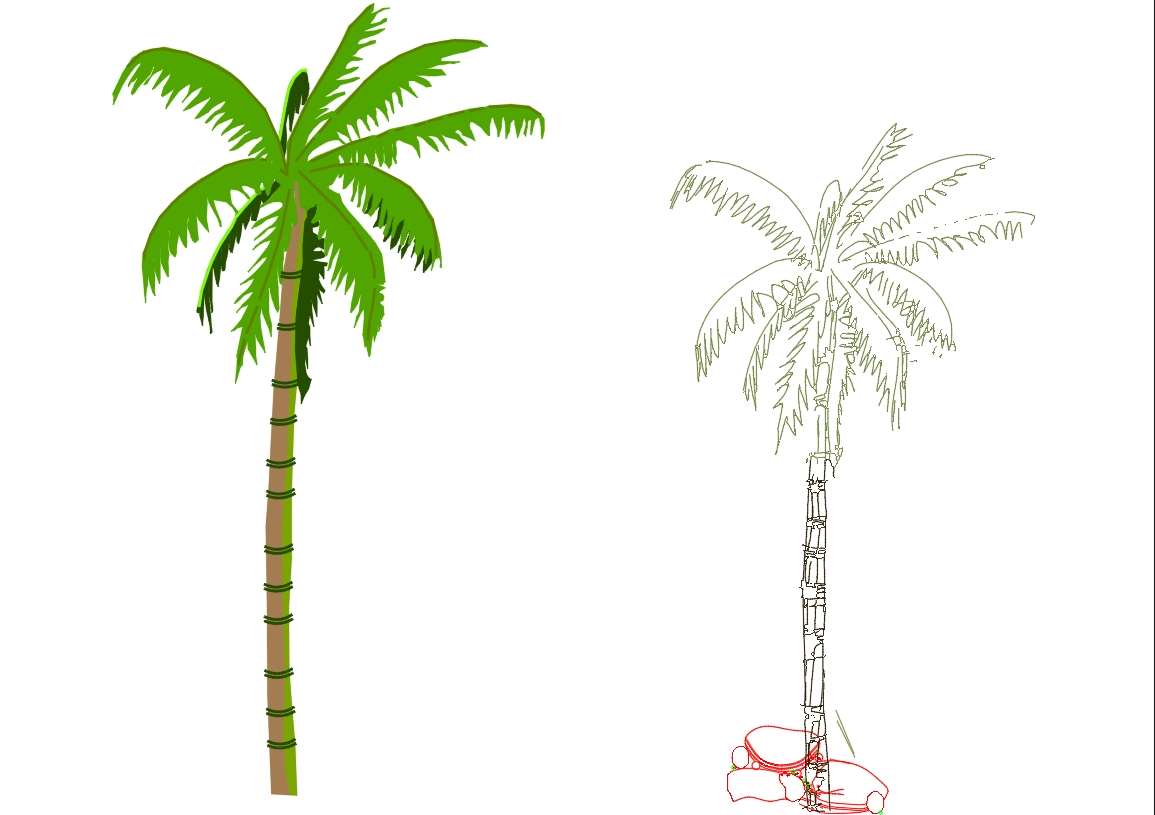 palmeira real