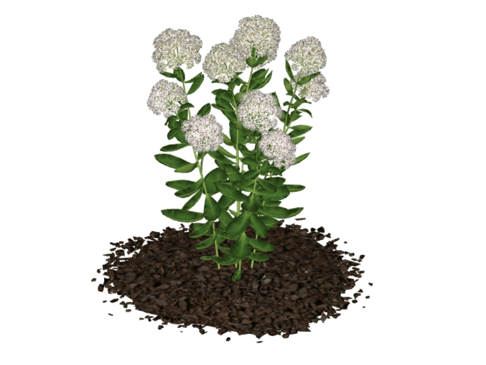 Plantes pour jardins 3D - fleurs