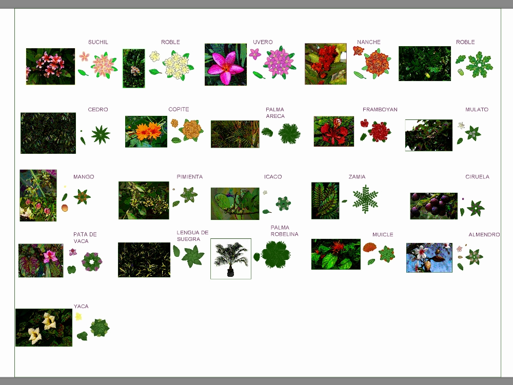 Leeward Flowers of the Port of Veracruz